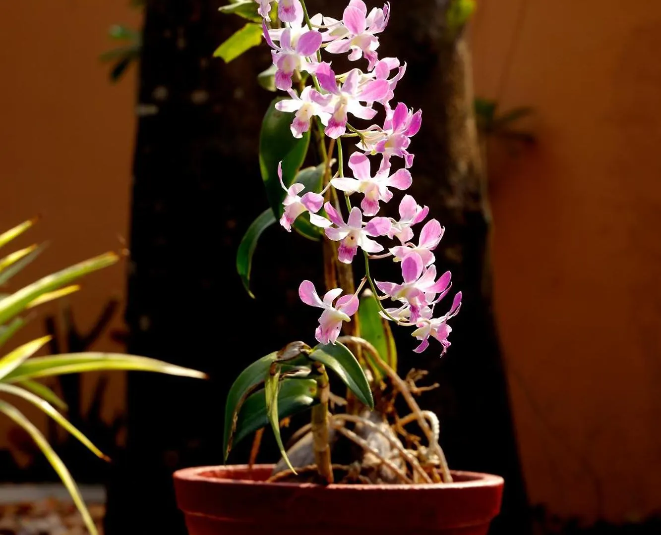 Homestay Near Alappuzha Backwater